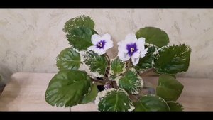 Красивая фиалка с женским именем ЛЕ-ГАЛИНА