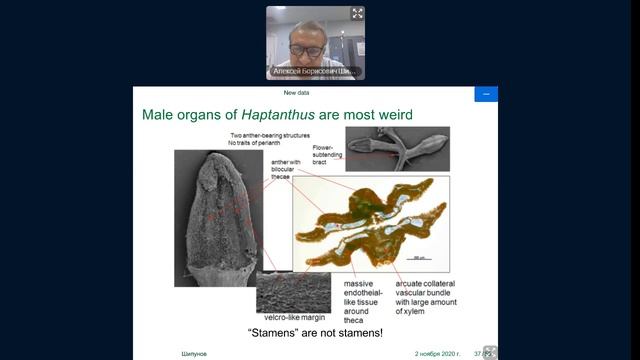 Простоцветник, двуручник и другие самшитовые смотреть онлайн