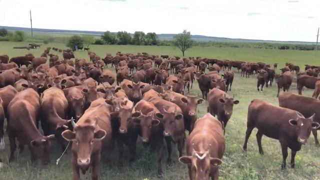 Калмыцкая порода КРС