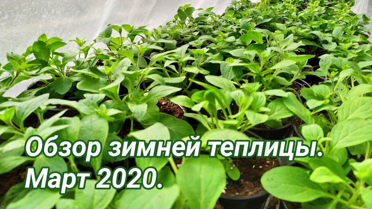 Обзор зимней теплицы. Март 2020.
