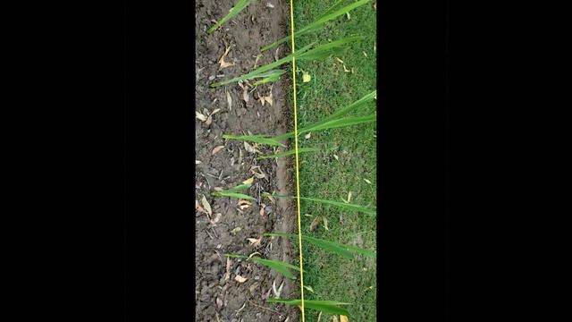 How Gladiolus bulbs and Daffodil bulbs start to grow🍃🍁🍂 смотреть онлайн