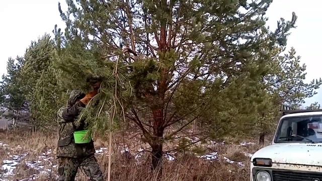 Деньги на деревьях!!! Или сбор сосновой шишки!!! смотреть онлайн