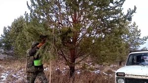 Деньги на деревьях!!! Или сбор сосновой шишки!!!