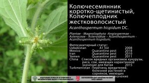 Акантоспермум жестковолосистый, Колючеплодник жестковолосистый (Acanthospermum hispidum DC.)