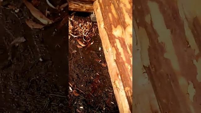Как быстро ошкурить сруб бани
