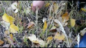 Подтопольники