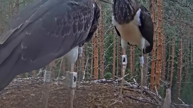 Черный аист . Встреча после полетов. Meeting after the flights. смотреть онлайн