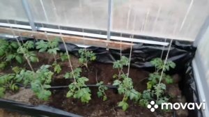 Устанавливаем после зимы капельный полив Жук