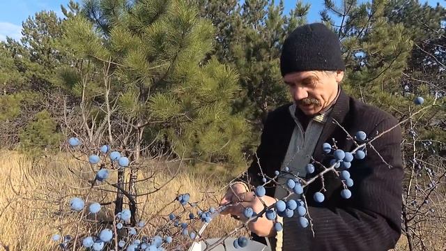 10 СОВЕТОВ ЧТОБЫ КУРЫ неслись ЗИМОЙ КАК ЛЕТОМ. #3. Какие ягоды нужны курам, чтобы хорошо нестись? смотреть онлайн