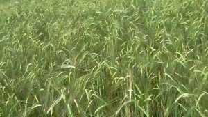 Ячмень с разными способами посева