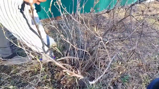 Избавляемся от клёна на участке! смотреть онлайн