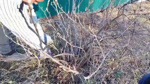 Избавляемся от клёна на участке!