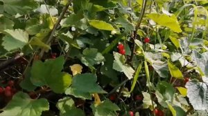 295 Созрела красная смородина. Пора собирать витаминный урожай.