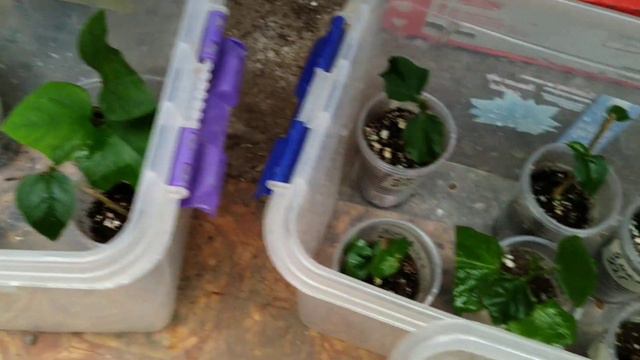 подращивание клематисов после покупки смотреть онлайн