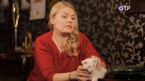 Украинский левкой. Передача Домашние животные. Часть 1