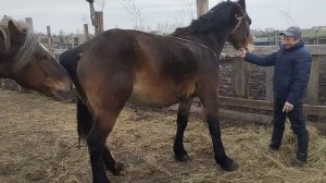 к жеребцу привели Литовскую кобылу