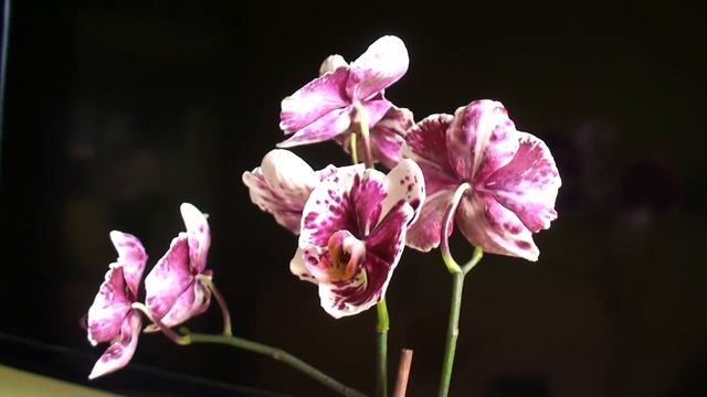 ПРЕЛЕСТЬ!!! за 4 месяца вырос и расцвел цветонос орхидеи уценки КАМЕННАЯ РОЗА смотреть онлайн