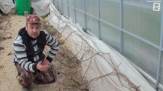 ГИБЕЛЬ ВИНОГРАДНОЙ ЛОЗЫ ВЕСНОЙ, ОТСУТСТВИЕ ПАСОКИ. ПРИЧИНЫ. ВЫРАЩИВАНИЕ ВИНОГРАДА В ТЕПЛИЦЕ