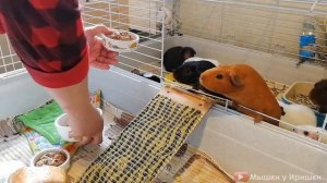Клетка для морской свинки. Ferplast Rabbit 100 и Sky Little Zoo Roger Обзор Клетки для грызунов