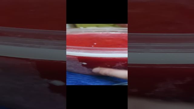 Клубника свежая зимой с морозилки через блендер