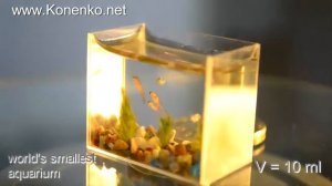 Самый маленький аквариум в мире
