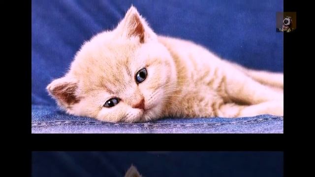 МАЛЕНЬКИЕ КОТЯТА ВИДЕО. КРАСИВЫЕ КОТЯТА.