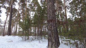 Возвращаемся с прогулки