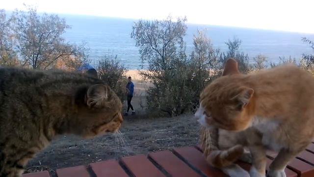 Коты разговаривают смотреть онлайн