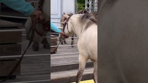 Репортаж с выставки Эквирос 2023: вятская порода лошадей