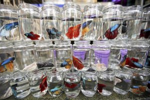 4. Аквариум своими руками. Как правильно сделать аквариум для петушков. Часть 4.