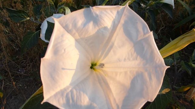 Датура.Цветёт огромными цветами. смотреть онлайн