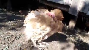 Курица не выспалась в курятнике, засыпает на ходу