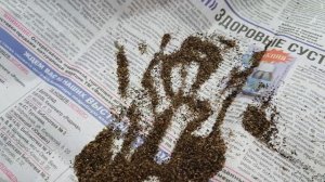 ЛЬВИНЫЙ ЗЕВ выращивание из семян. львиный зев посев семенами.посев семенами