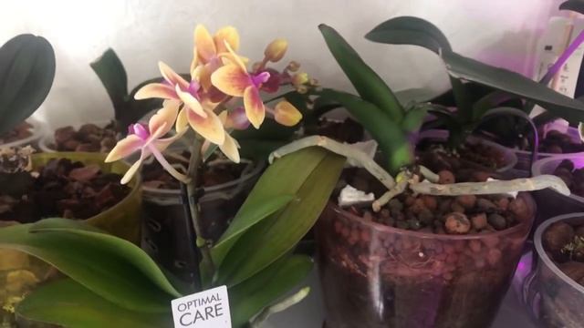 SOĞUKTAN ETKİLENEN ORKİDE BAKIMI 🥶🌡💉 /SOGO GOTRİS ORKİDEMLE TANIŞALIM🎀 смотреть онлайн