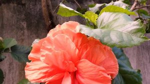 Hibiscus 'Double Orange' /Hibiscus rosa-sinensis