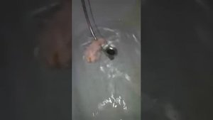 Крыса и хомяк Вместе