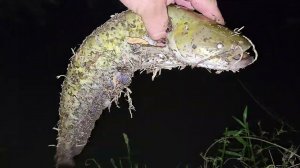 Ночная Рыбалка На Сома Ловим На Блесну Рыбалка в Дагестане