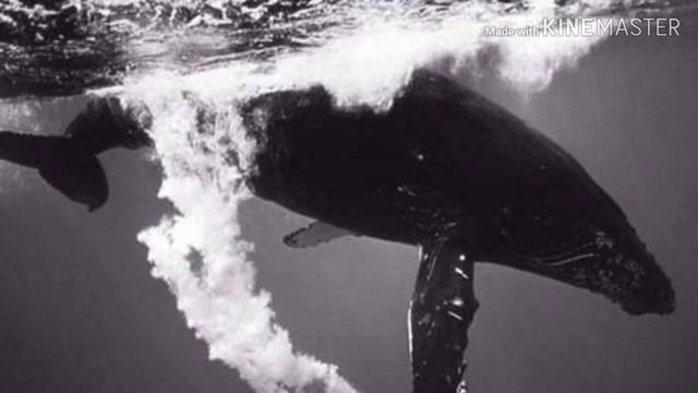 EA7 - Чёрный дельфин смотреть онлайн