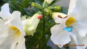 Инкарвиллея обыкновенная Делавея Сноутоп ? обзор: как сажать, луковицы инкарвиллеи Делавея Сноутоп