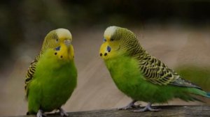 Факты о волнистых попугаях, которые вы не знали