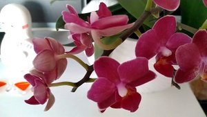 Phalaenopsis Red Wine😊