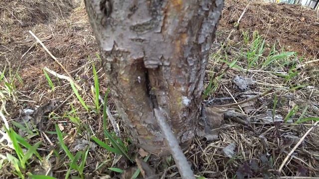 Побелка садовых деревьев смотреть онлайн