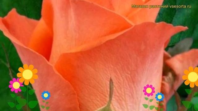 Роза чайно-гибридная Вау. Краткий обзор, описание характеристик, где купить саженцы Wow смотреть онлайн