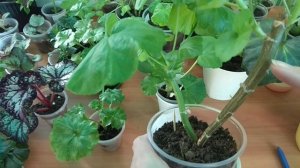 Продолжаю Эксперимент С Розебудной ? Пеларгонией? Apple Blossom