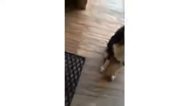 Samba смотреть онлайн