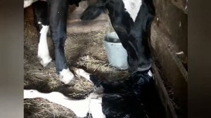 Отел черно-пестрой коровы/Отел коровы Ночки /Прибавление в  нашем  хозяйстве.