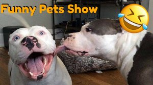 Смешная подборка про питбулей_Funny Pets Show