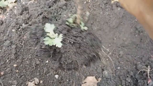 пересадка хризантем осенью смотреть онлайн