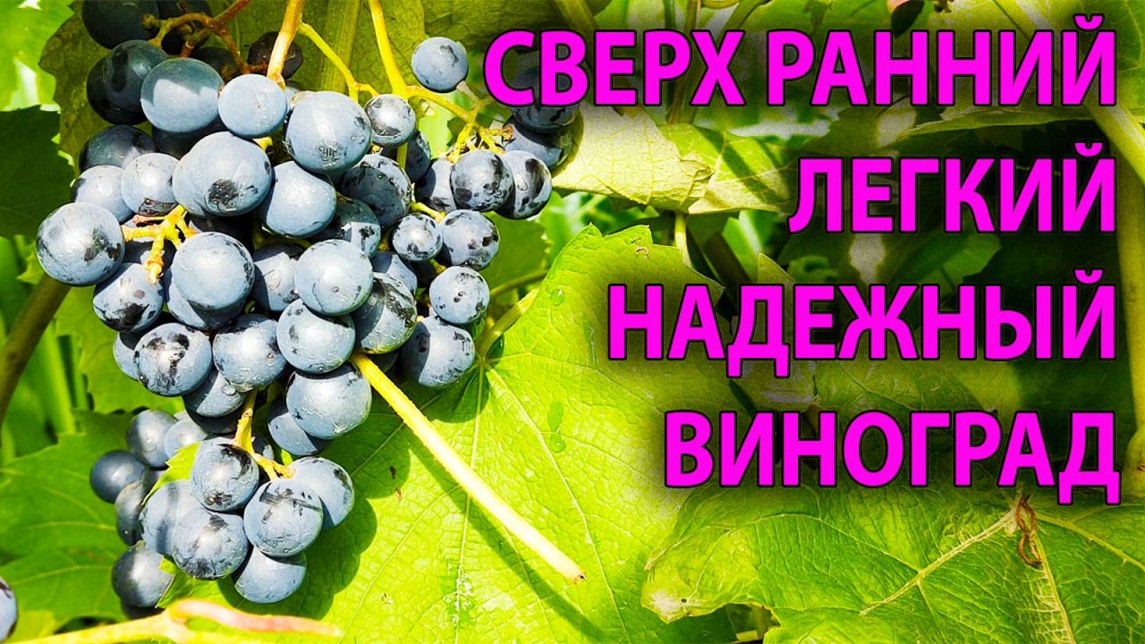 🍇 ВИНОГРАД который меня всегда выручает в НЕ ВИНОГРАДНЫЙ год ЮОДУПЕ опять показал свои достоинства