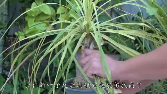 秋季酒瓶兰，谨记一件事，否则生长速度不够快 смотреть онлайн